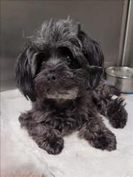 Shelter Stray Male Dog last seen , 1850 W 60th St, Los Angeles, CA 90047, USA