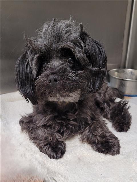 Shelter Stray Male Dog last seen , 1850 W 60th St, Los Angeles, CA 90047, USA