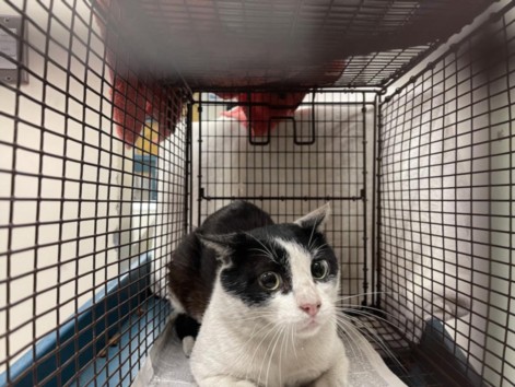Shelter Stray Male Cat last seen , 3201 Lacy St, Los Angeles, CA 90031, USA