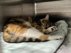 Shelter Stray Female Cat last seen , West Valley Animal Shelter, 20655 Plummer St, Chatsworth, CA 91311, USA
