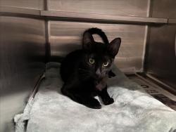 Shelter Stray Female Cat last seen , West Valley Animal Shelter, 20655 Plummer St, Chatsworth, CA 91311, USA