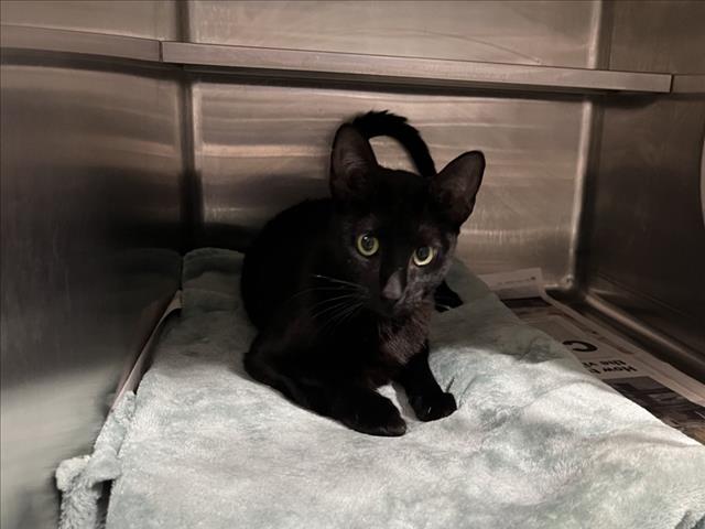 Shelter Stray Female Cat last seen , West Valley Animal Shelter, 20655 Plummer St, Chatsworth, CA 91311, USA