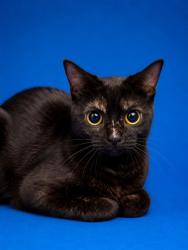 Shelter Stray Female Cat last seen Near BLOCK CASSAT AVE, 2020 Forest St, Jacksonville, FL 32204, USA