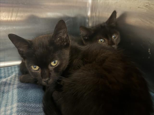 Shelter Stray Male Cat last seen , West Valley Animal Shelter, 20655 Plummer St, Chatsworth, CA 91311, USA