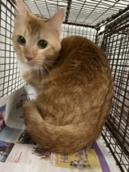 Shelter Stray Female Cat last seen , West Valley Animal Shelter, 20655 Plummer St, Chatsworth, CA 91311, USA