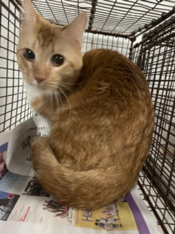 Shelter Stray Female Cat last seen , West Valley Animal Shelter, 20655 Plummer St, Chatsworth, CA 91311, USA
