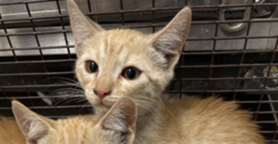 Shelter Stray Male Cat last seen , West Valley Animal Shelter, 20655 Plummer St, Chatsworth, CA 91311, USA