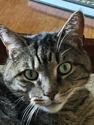 Reunited Male Cat last seen Norvel & Eleanor, Norwalk, CT 06850