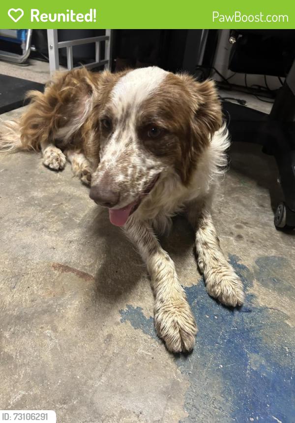 Reunited Male Dog last seen Mountain View Rd/Glenn Rd, Anderson County, SC 29626