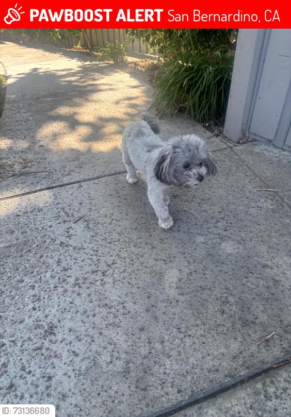 Lost Female Dog last seen 48th street, San Bernardino, CA 92405