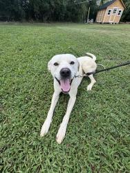 Reunited Male Dog last seen Near Tanner's Wy Cv, Southaven, MS 38672, USA, Southaven, MS 38672