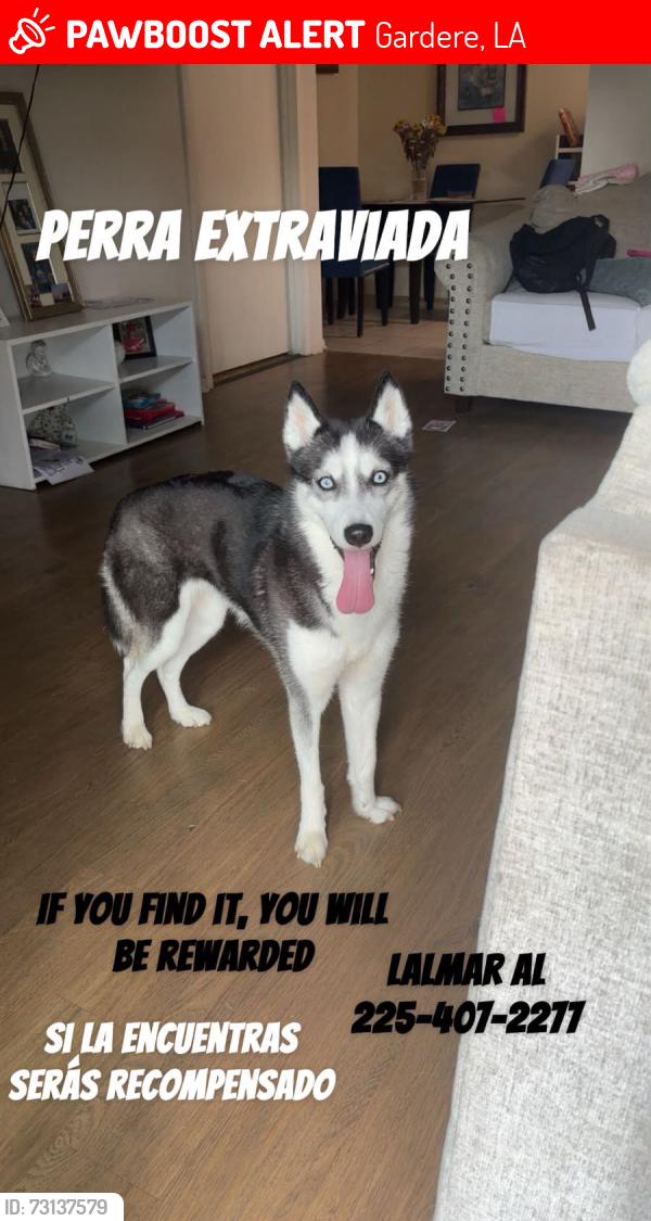 Lost Female Dog last seen Burbank, Gardere, LA 70820