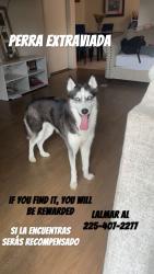 Lost Female Dog last seen Burbank, Gardere, LA 70820
