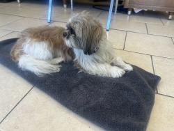 Found/Stray Male Dog last seen Bonham Jr. high, Odessa, TX 79763