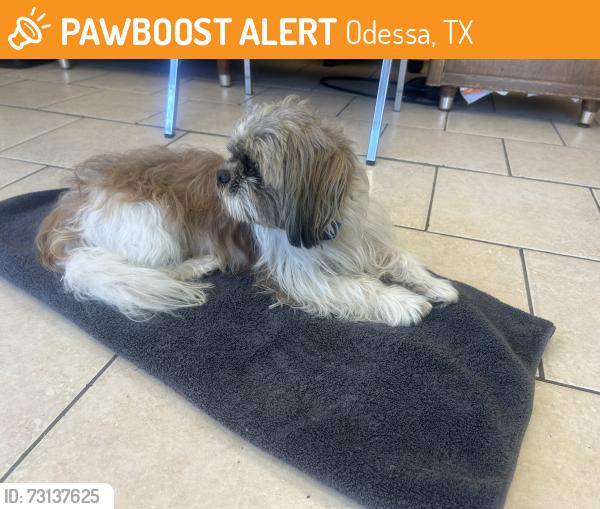 Found/Stray Male Dog last seen Bonham Jr. high, Odessa, TX 79763