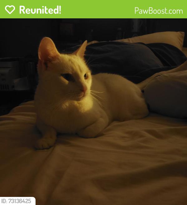 Reunited Female Cat last seen W Ave H 7, Lancaster, CA 93534, USA, Lancaster, CA 93534