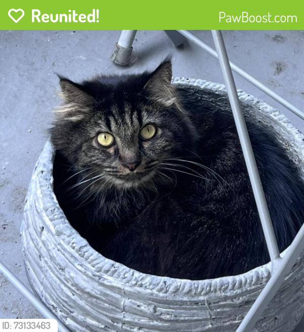 Reunited Male Cat last seen Cahuenga and Riverside, Los Angeles, CA 91602