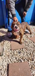 Lost Male Dog last seen Lexington blvd and glenford, Missouri City, TX 77489
