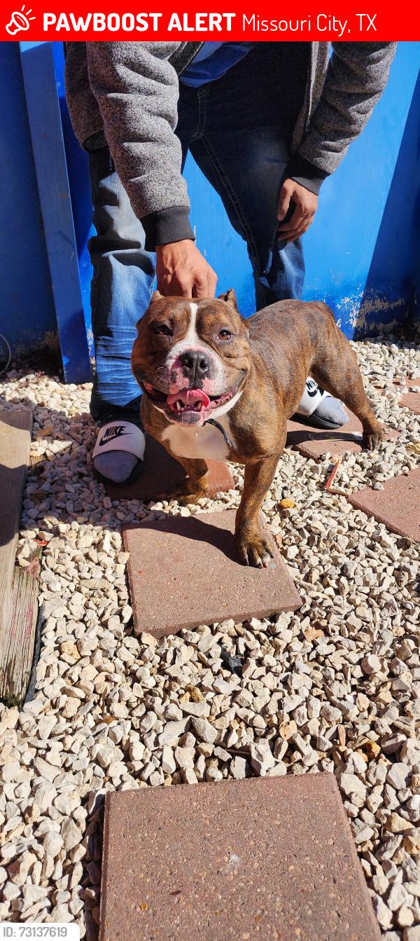 Lost Male Dog last seen Lexington blvd and glenford, Missouri City, TX 77489