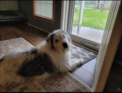 Lost Female Dog last seen hse, Emory, TX 75440