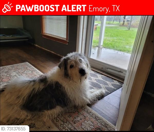 Lost Female Dog last seen hse, Emory, TX 75440