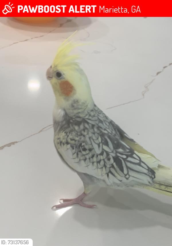 Lost Female Bird last seen Bells ferry road, Marietta, GA 30066