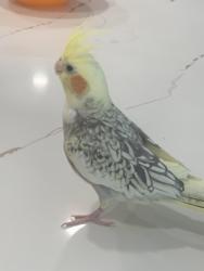 Lost Female Bird last seen Bells ferry road, Marietta, GA 30066