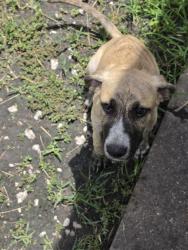 Found/Stray Male Dog last seen Sunnyside Neighborhood, Houston, TX 77048