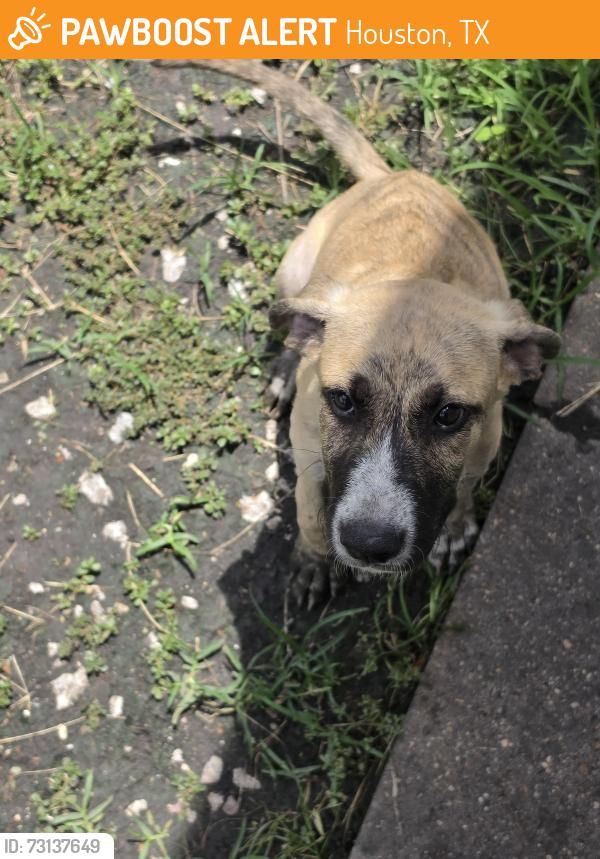 Found/Stray Male Dog last seen Sunnyside Neighborhood, Houston, TX 77048