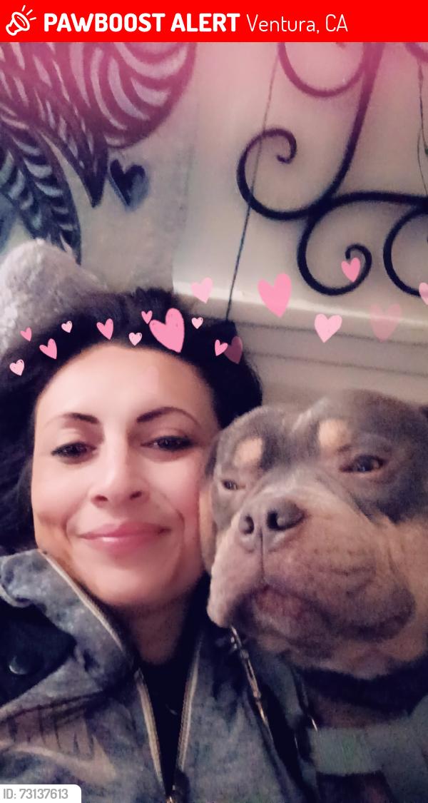 Lost Male Dog last seen By industrial area, Ventura, CA 93003