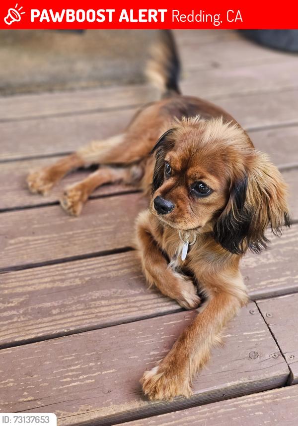 Lost Female Dog last seen Placer Road, Redding, CA 96001