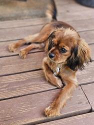 Lost Female Dog last seen Placer Road, Redding, CA 96001