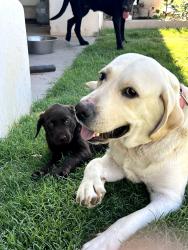 Reunited Female Dog last seen Near E. Chestnut Queen Creek, AZ, Queen Creek, AZ 85142