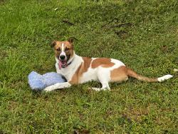 Found/Stray Male Dog last seen Irving Blvd and Mockingbird, Dallas, TX 75247