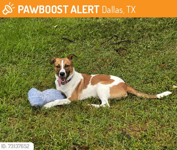 Found/Stray Male Dog last seen Irving Blvd and Mockingbird, Dallas, TX 75247