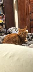 Reunited Male Cat last seen Fisher Rd Ne & Empress Way, Salem, OR 97305