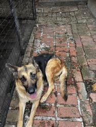 Found/Stray Unknown Dog last seen Earl and Holmes, Oakland, CA 94605