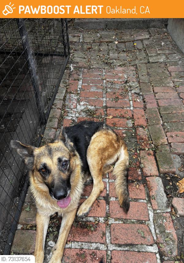 Found/Stray Unknown Dog last seen Earl and Holmes, Oakland, CA 94605