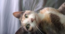 Found/Stray Female Cat last seen Texas Street near Babea Chicken, Cedar Hill, TX 75104