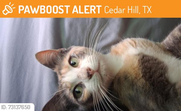 Found/Stray Female Cat last seen Texas Street near Babea Chicken, Cedar Hill, TX 75104