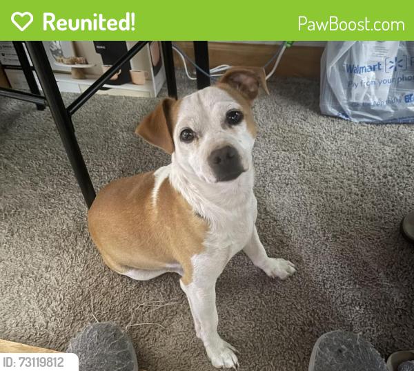 Reunited Male Dog last seen White spot low back, Odessa, TX 79764