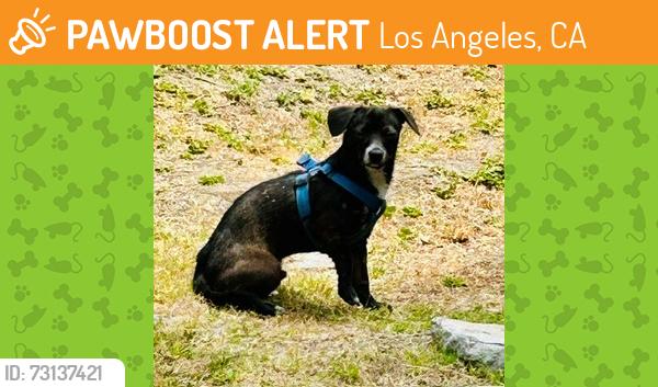 Found/Stray Male Dog last seen Near Block of Olmsted Ave, Leimert Park LA 90008, Los Angeles, CA 90008