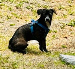 Found/Stray Male Dog last seen Near Block of Olmsted Ave, Leimert Park LA 90008, Los Angeles, CA 90008