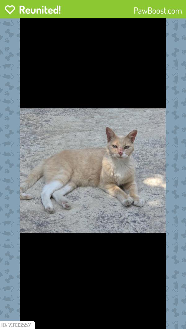 Reunited Female Cat last seen Peach/shepherd, Clovis, CA 93619