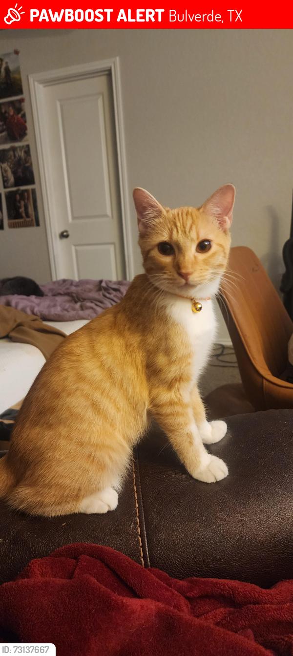 Lost Male Cat last seen Nimbus, Bulverde, TX 78163
