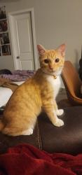 Lost Male Cat last seen Nimbus, Bulverde, TX 78163