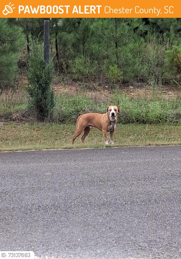 Found/Stray Male Dog last seen Preston brooks dr., Chester County, SC 29704