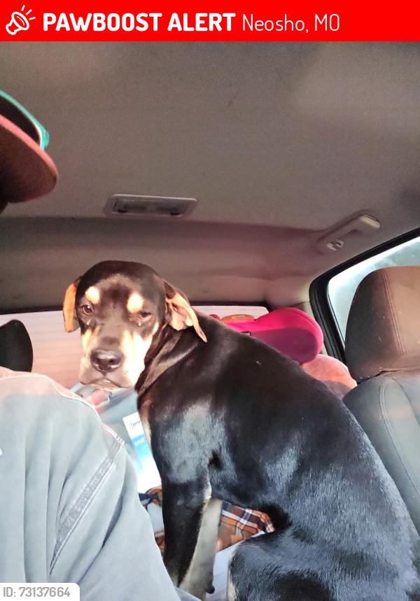 Lost Male Dog last seen Lion storage, Neosho, MO 64850