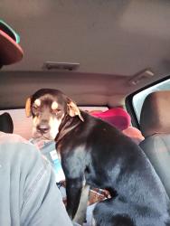 Lost Male Dog last seen Lion storage, Neosho, MO 64850