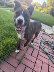Found/Stray Male Dog last seen South Cox Street and Evelyn Ave, Memphis, TN 38104